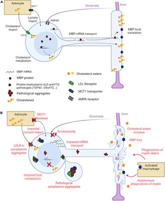 Oligodendrocytes in amyotrophic lateral sclerosis and frontotemporal dementia: the new players on stage